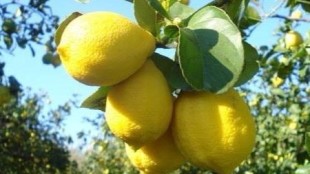 Limone di Siracusa Igp, frutti