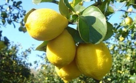 Limone di Siracusa Igp, frutti