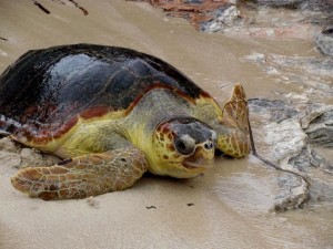 tartaruga