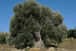 Ulivo
