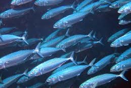 Pesce azzurro