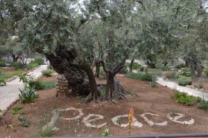 Il giardino degli Ulivi