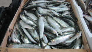sarde