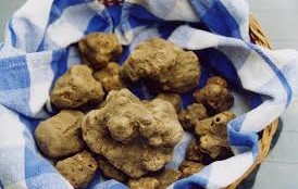 Tartufo bianco