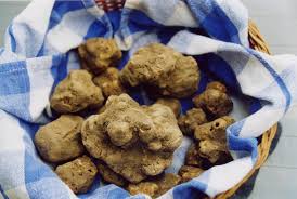 tarufo Tartufo bianco