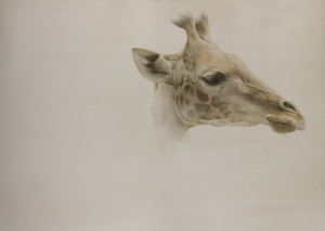 Giraffa . Acq. cm 109,2 x 153,7