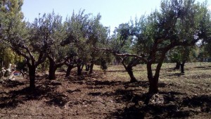 orto sociale 2 (2)