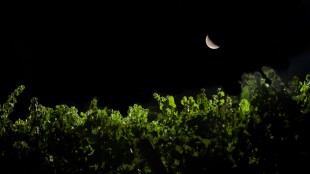 Vigneto La Fuga ph Fabio Gambina