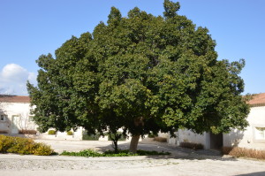 Il maestoso albero della corte principale. ph Maria Mattina