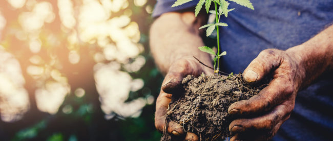 Selection cannabis and breeding of quality seedlings for legalized marijuana on farm